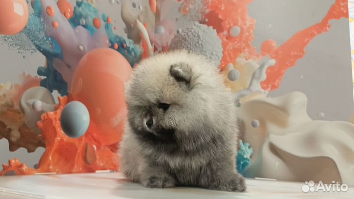 Померанский шпиц