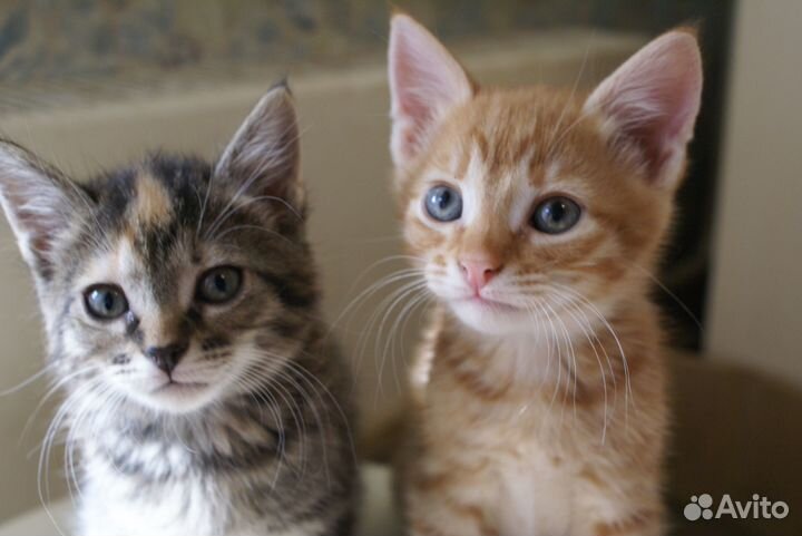 Котята смешные