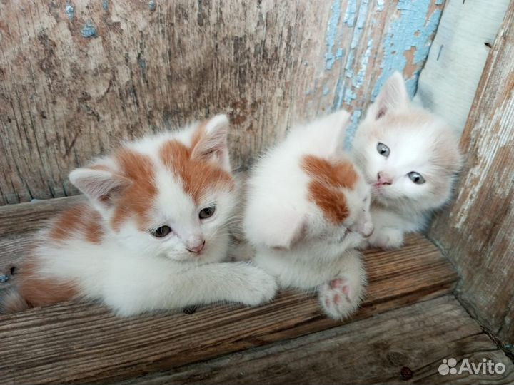 Котята отдам в добрые руки бесплатно