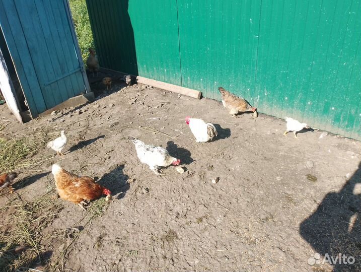Птицы