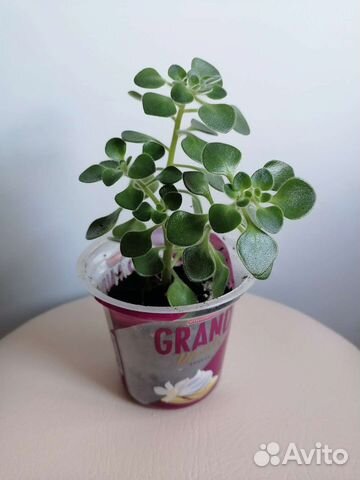 Аихризон(дерево любви) купить в Санкт-Петербурге | Товары для дома и ...