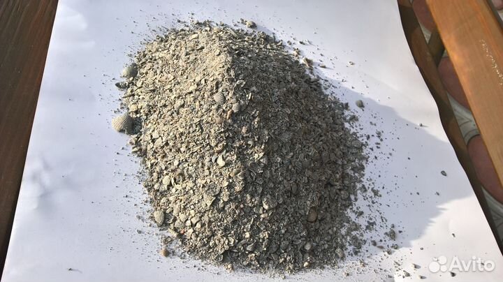 Ракушка кормовая морская