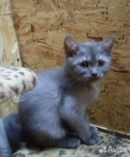 Котята шотландские
