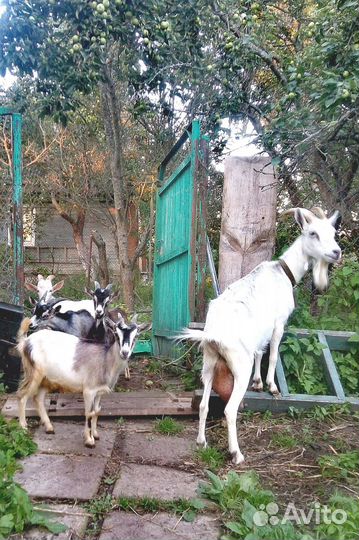 Коза дойная