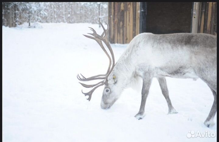 Гран-тур по Карелии и поездка на ретро-поезде