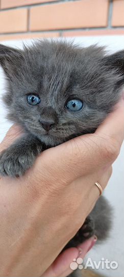 Котята в добрые руки приучены к лотку