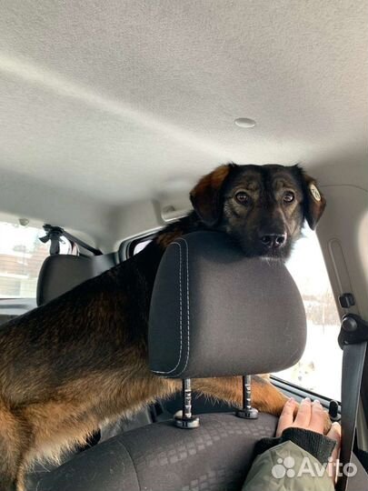 Собака в добрые руки