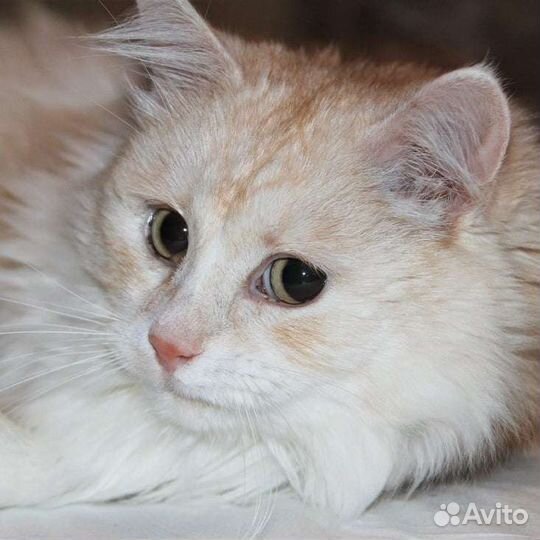 Кошка в дар