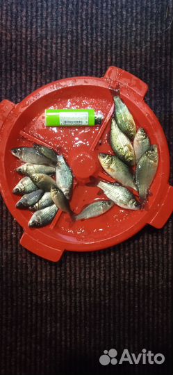 Живец карась