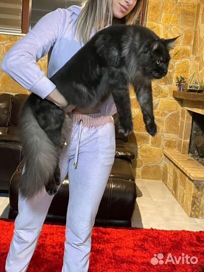 Очень крупный котик из питомника