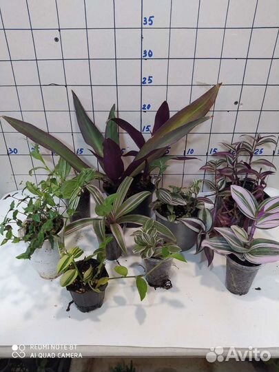 Суккуленты