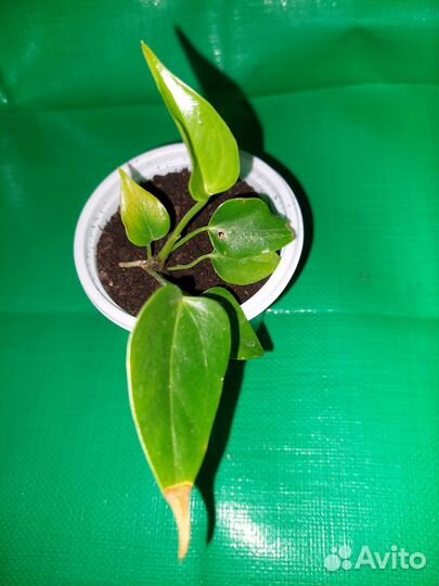 Антуриум красный детки