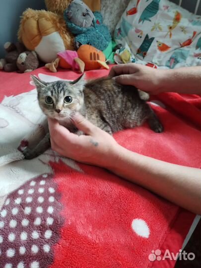 Кошка в дар бесплатно