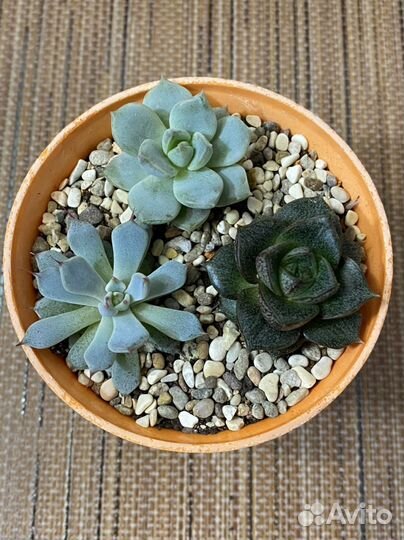 Суккуленты