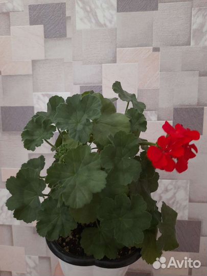 Пеларгония герань сортовая