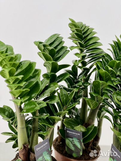 Замиокулькас зензи, густой, редкий, в подарок