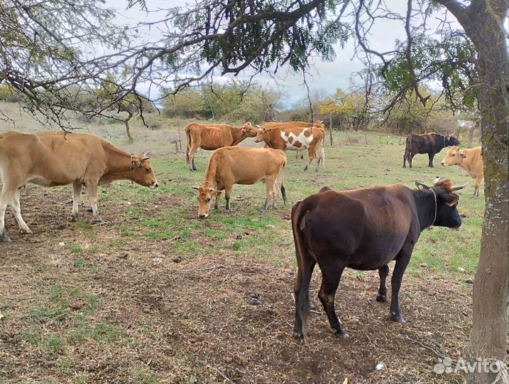 Домашние животные