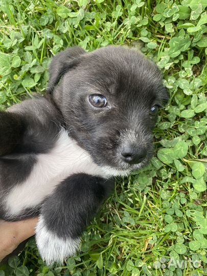 Щенок в добрые руки