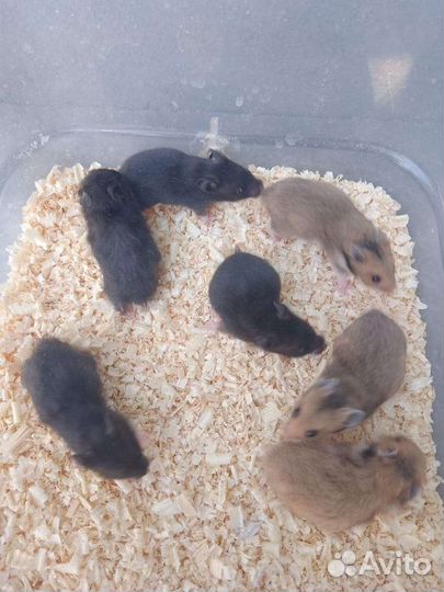 Сирийский хомяк