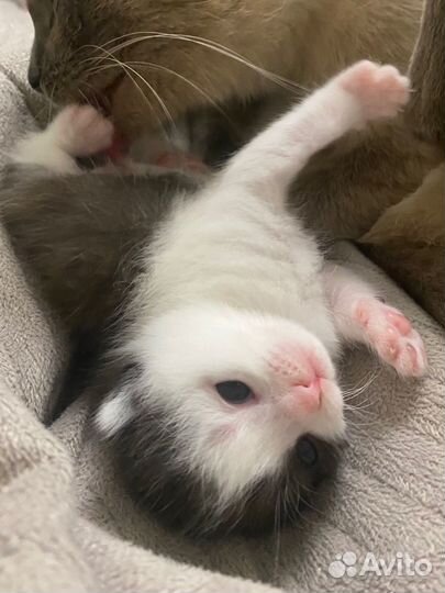 Котёнок