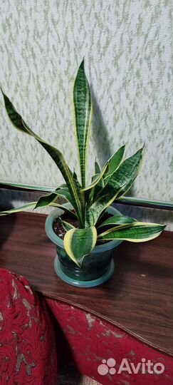 Комнатные цветы