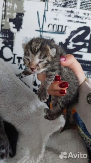 Отдам котят