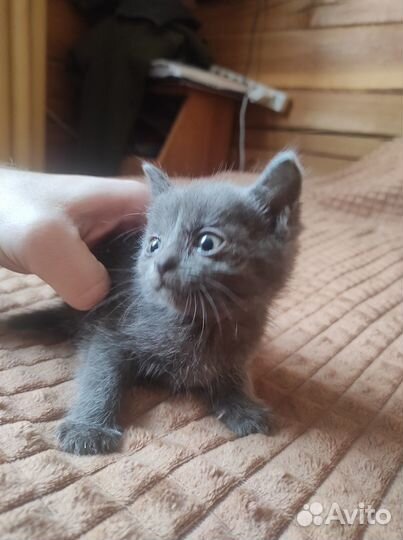 Котята в хорошие руки