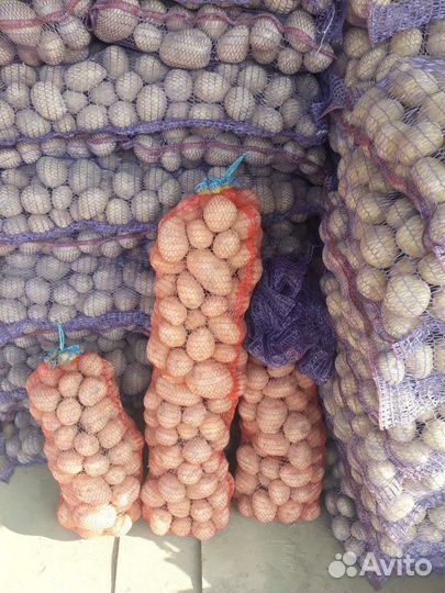 Картофель продовольственный