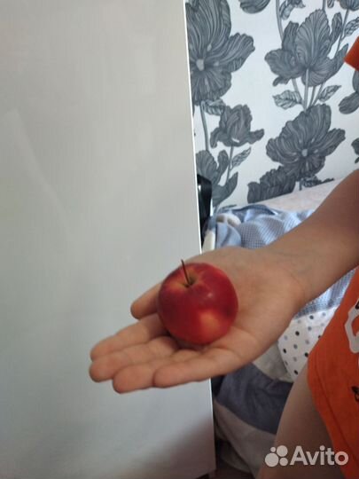 Яблоки- ранет полукультурка