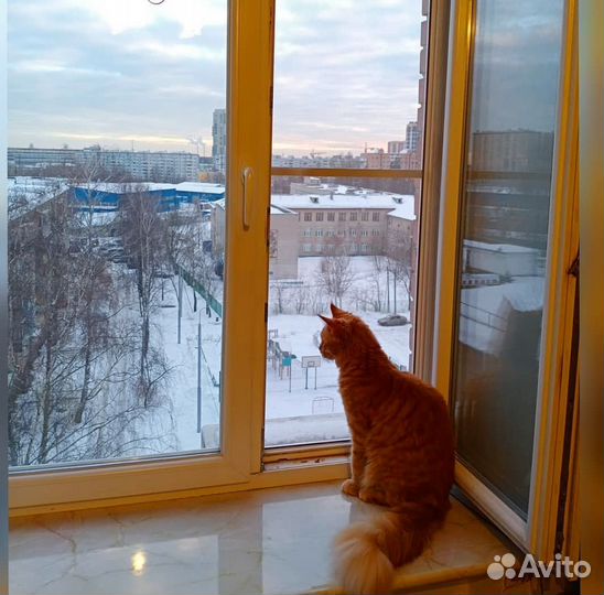 Москитная сетка Антикошка