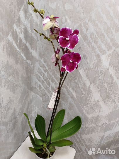 Орхидея Биг-Лип спинер