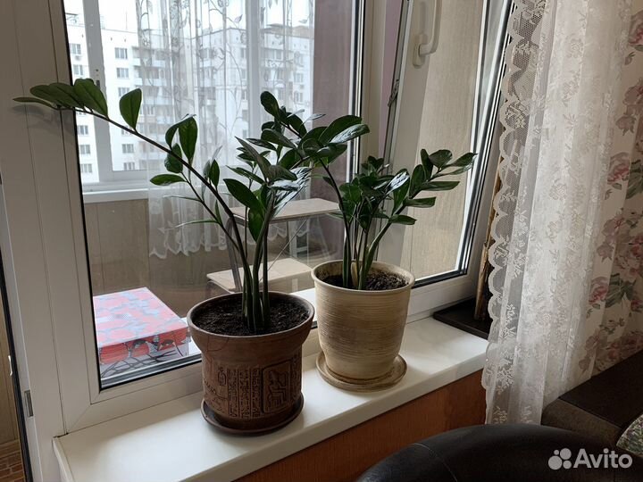 Замиокулькас с горшком