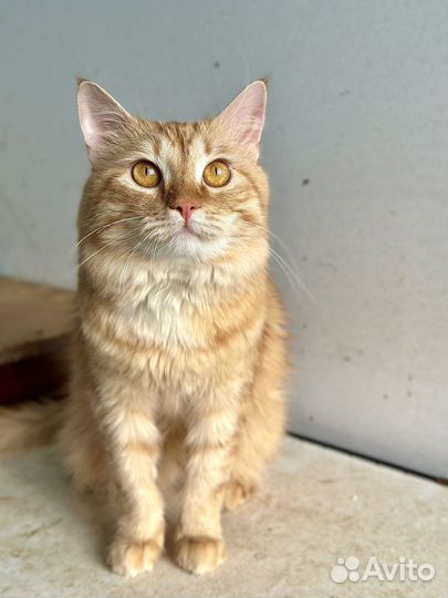 Котик рыжий бесплатно