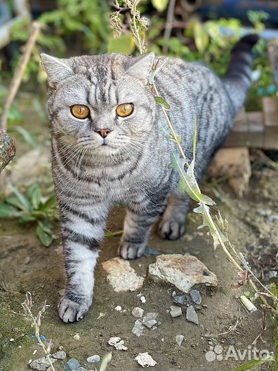 Найдена кошка