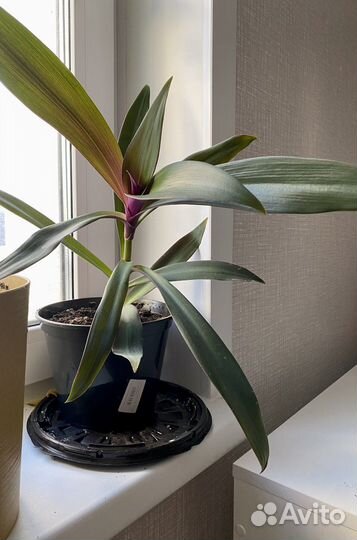 Традесканция рео много укоренившиеся с горшком