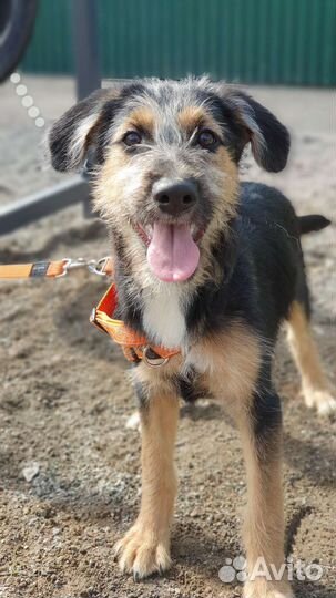 Девочка терьер метис