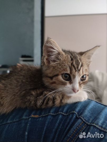 Котенок (мальчик) в добрые руки