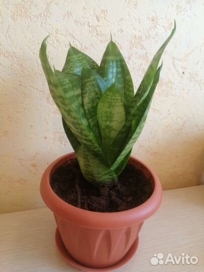 Комнатные растения (Сансевиерия)