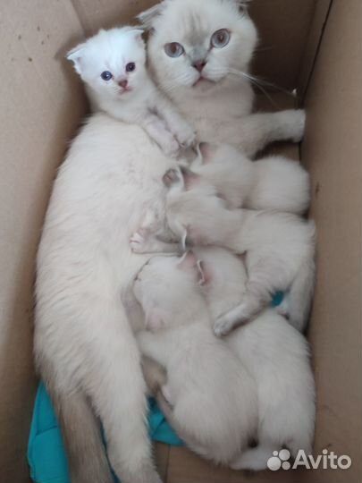 Шотландский кот на вязку