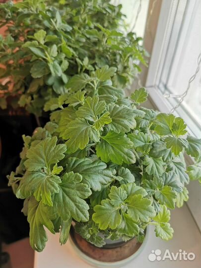 Маточники хризантемы-мультифлоры