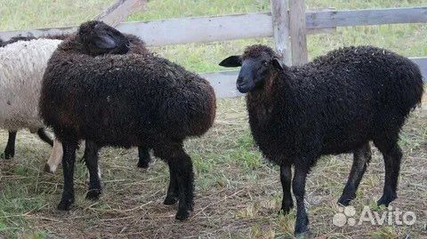 Баранина живым весом