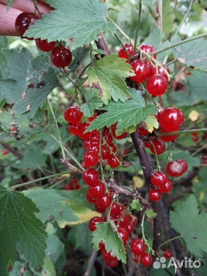 Огурцы свежие домашние. Ягоды