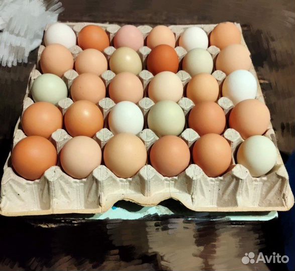 Яйцо домашние