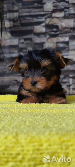 Мальчишка мини