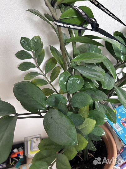 Замиокулькас комнатные цветы