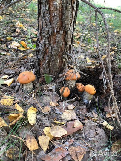 Сушеные грибы 2023 г