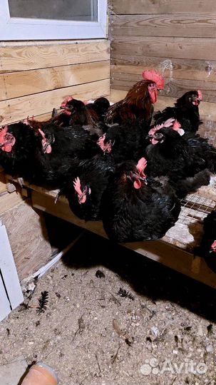 Петух Билефельдер,Барневельдер,Маран