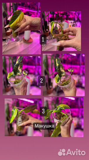 Филодендроны