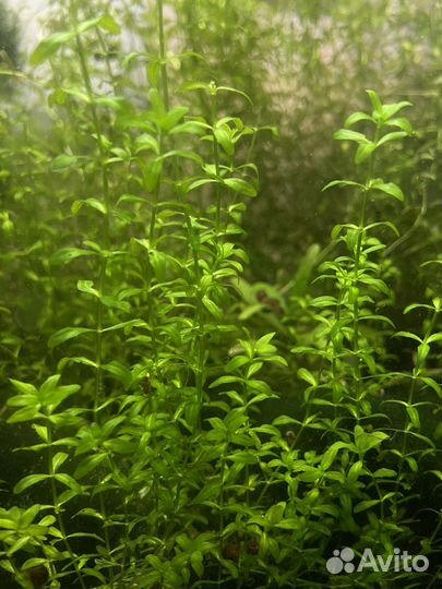 Аквариумное растение