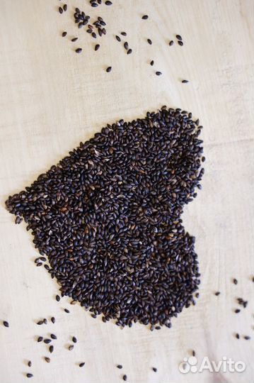 Семена Горной Сосны Мугус